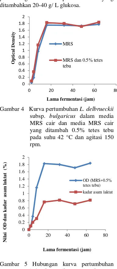 Gambar 4   Kurva pertumbuhan L. delbrueckii  subsp. bulgaricus dalam media MRS cair dan media MRS cair yang ditambah 0.5% tetes tebu pada suhu 42 °C dan agitasi 150 rpm