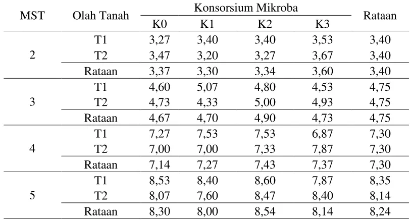 Tabel 2. Rataan jumlah cabang primer pada olah tanah dan konsorsium mikroba pada umur 2 - 5 MST 