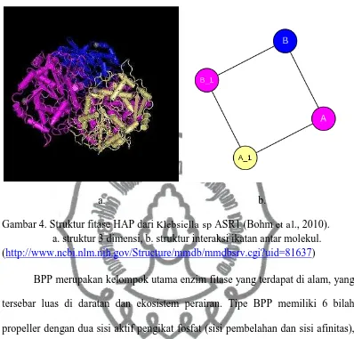 Gambar 4. Struktur fitase HAP dari Klebsiella sp ASR1 (Bohm et al., 2010).  a. struktur 3 dimensi, b