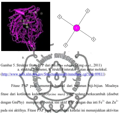 Gambar 5. Struktur fitase BPP dari Bacillus subtilis (Zeng et al., 2011) a. struktur 3 dimensi, b