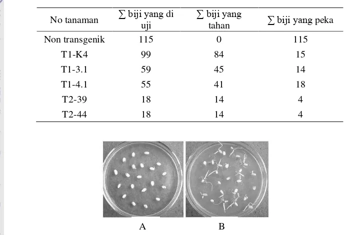 Gambar 2 Perkecambahan biiji pada media seleksi antibiotik paromomisin: A. Non transgenik tidak berkecambah B