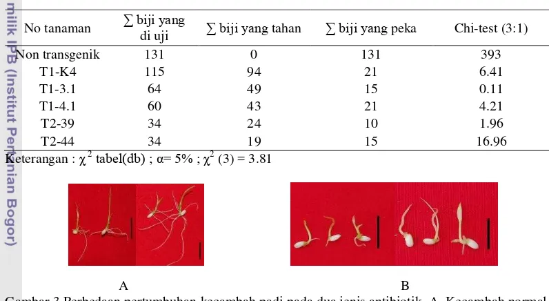 Gambar 3 Perbedaan pertumbuhan kecambah padi pada dua jenis antibiotik. A  Kecambah normal 