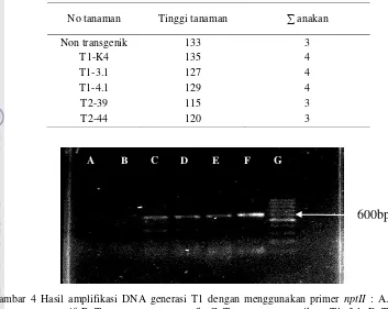 Gambar 4 Hasil amplifikasi DNA generasi T1 dengan menggunakan primer nptII : A. Kontrol 