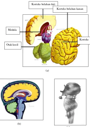 Gambar 3. (a) Otak dan bagian-bagiannya. (b) Penampang lintangotak. (c) Otak tengah dan pons.