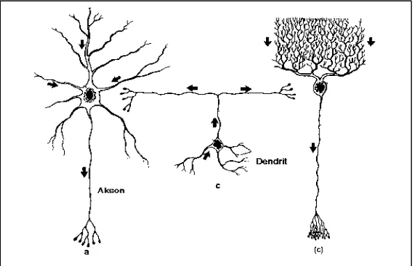 Gambar 4. Berbagai bentuk sel syaraf otak dan sejumlah cabangdendrite dan neurit yang siap membentuk jaringan