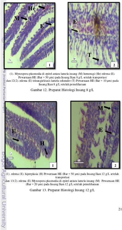 Gambar 12. Preparat Histologi Insang 8 g/L 