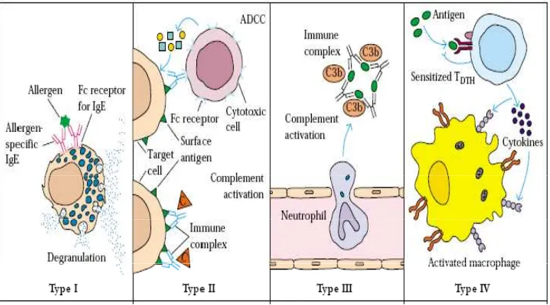 Gambar 1. Empat tipe reaksi alergi (Kuby 2007) 