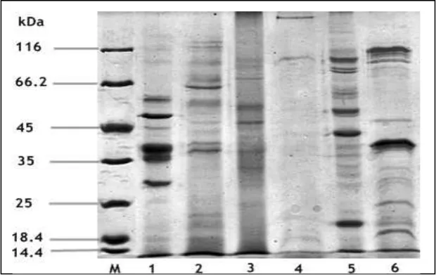 Gambar 5.  Pola elektroforesis fraksi protein. M: low-molecular-weight protein marker, 1: sarkoplasma tongkol, 2: miofibril tongkol, 3: sarkoplasma kerang hijau, 4: miofibril kerang hijau, 5: sarkoplasma udang jerbung, 6: miofibril udang jerbung 