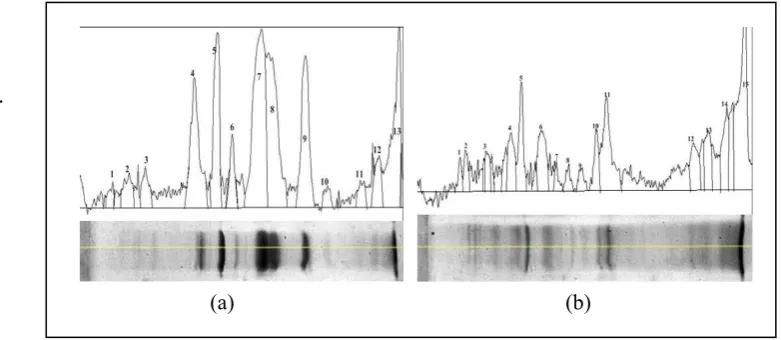 Gambar 7. Hasil pembacaan densitas pita protein ikan tongkol dengan program Image J: (a).fraksi sarkoplasma; (b)
