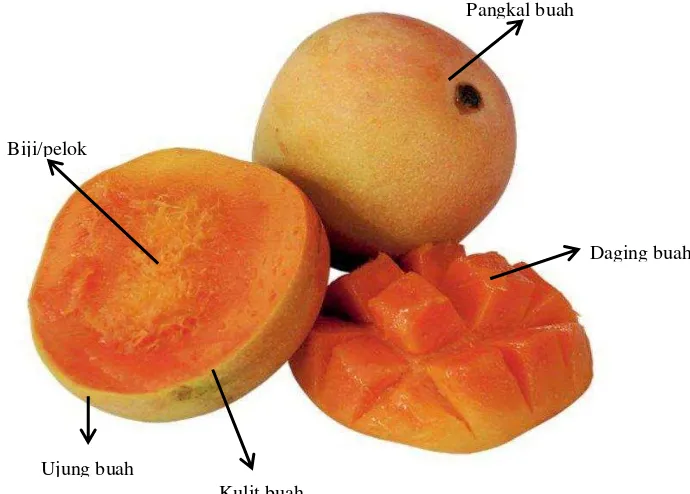 Tabel 3. Spesifikasi persyaratan mutu buah mangga berdasarkan karakteristik buah 