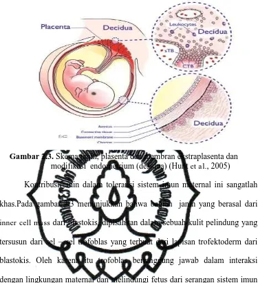 Gambar 2.3. Skema janin, plasenta dan membran ekstraplasenta dan                       modifikasi  endometrium (desidua) (Hunt et al., 2005) 