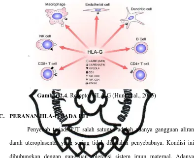 Gambar 2.4. Reseptor HLA-G (Hunt et al., 2005) 