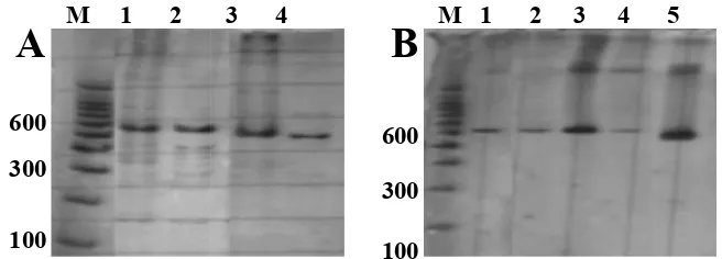 Gambar 1Hasil amplifikasi ekson pewarnaan sensitif madura.plifikasi ekson 2 (A) dan ekson 3 (B) gen miostatin dalam PAGE sensitif perak