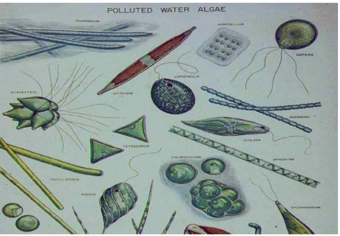 Gambar 1   Berbagai jenis populasi alga di air (Benemman 2008) 