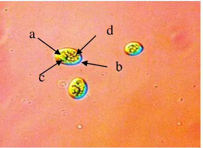 Gambar 5 Foto mikroskop fluorescence ganggang mikro genus Synechococcus sp. (a = chloroplast, b = pigmen fikosianin, c = pigmen klorofil dan d = butir sianofisin)