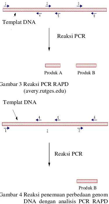 Gambar 3 Reaksi PCR RAPD 