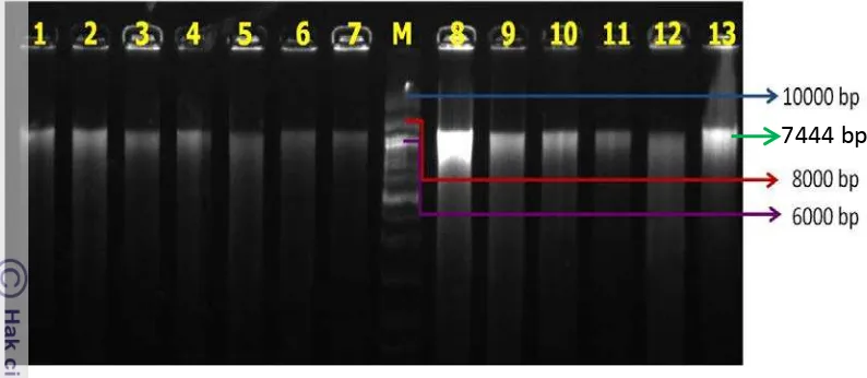 Gambar 5 Elektroforegram DNA genom kunyit dan temulawak pada gel agarosa 1.7%. Lajur 1-7 