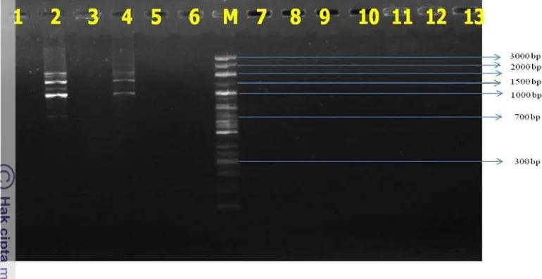 Gambar 6 Elektroforegram OPC-1 pada gel agarosa 1.7%. Lajur 1-6 adalah DNA genom 