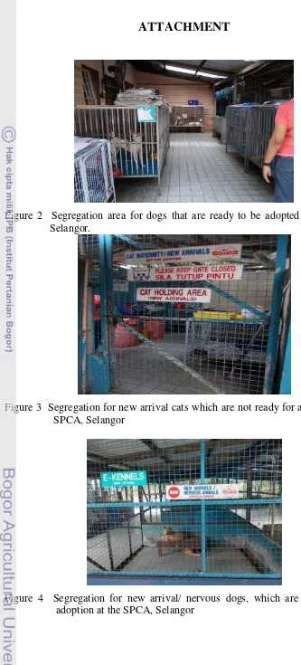 Figure 2  Segregation area for dogs that are ready to be adopted at the SPCA,           