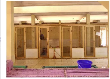 Figure 8  Spacious and separate housing for cats at the PPS Jakarta 