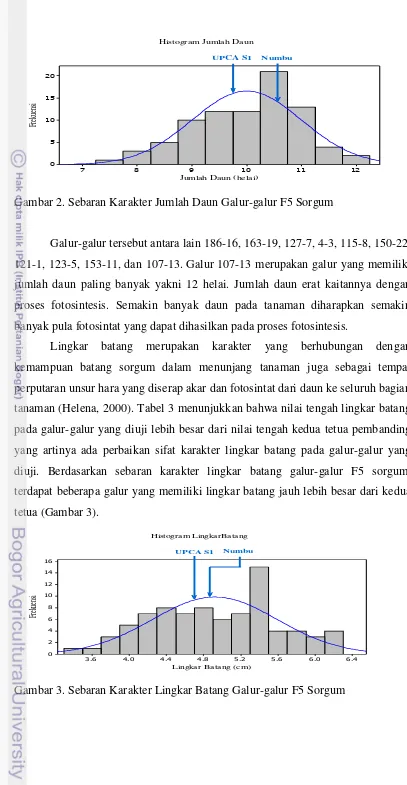 Gambar 2. Sebaran Karakter Jumlah Daun Galur-galur F5 Sorgum 