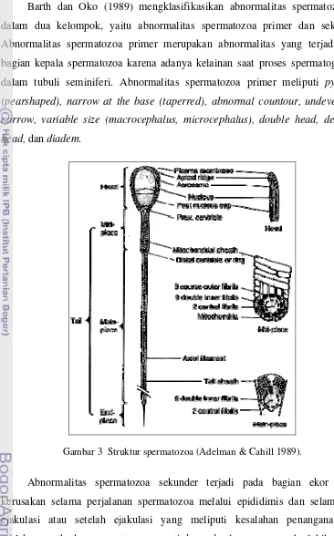 Gambar 3  Struktur spermatozoa (Adelman & Cahill 1989). 