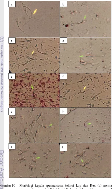Gambar 10 Morfologi kepala spermatozoa kelinci Lop dan Rex (a) normal, (b) 