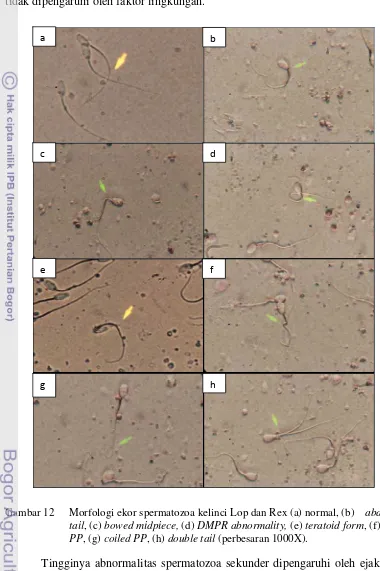 Gambar 12  Morfologi ekor spermatozoa kelinci Lop dan Rex (a) normal, (b)  abaxial 