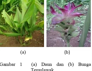 Gambar 1  (a) Daun dan (b) Bunga 