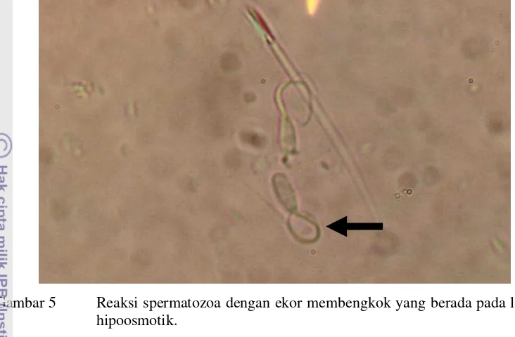 Gambar 5 Reaksi spermatozoa dengan ekor membengkok yang berada pada larutan 