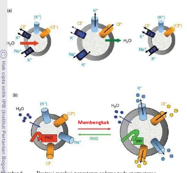 Gambar 6 Ilustrasi regulasi pengaturan volume pada spermatozoa. 