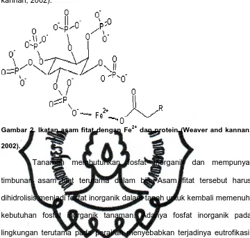 Gambar 2. Ikatan asam fitat dengan Fe2+ dan protein (Weaver and kannan, 