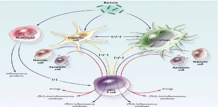 Gambar 1. Patogenesis sepsis (Steve, 2006) commit to user 