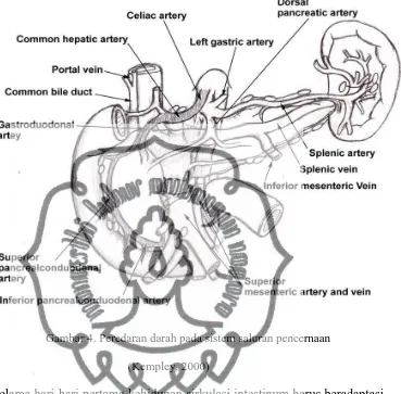 Gambar 4. Peredaran darah pada sistem saluran pencernaan 