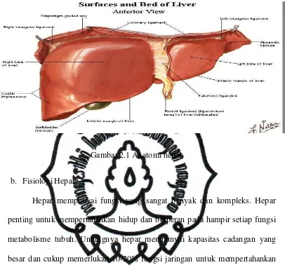 Gambar 2.1 Anatomi hepar 