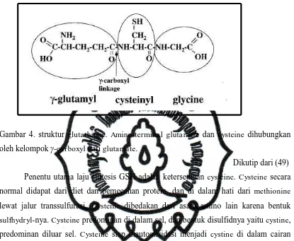 Gambar 4. struktur glutathione. Amino-terminal glutamate dan cysteine dihubungkan 