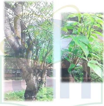 Gambar 1. Kayu jawa (Parwirodiharjo, 2014) 
