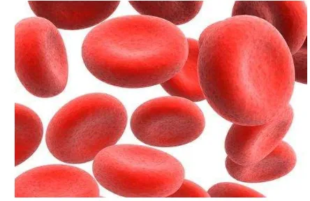 Gambar 2  Bentuk sel darah merah manusia (Sunariah 2008).  