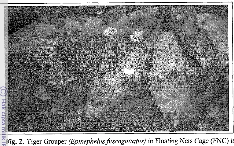 Fig. 2. Tiger Grouper (Epinephelz~sJi~scog~itfaft~s) in Floating Nets Cage (FNC) in 