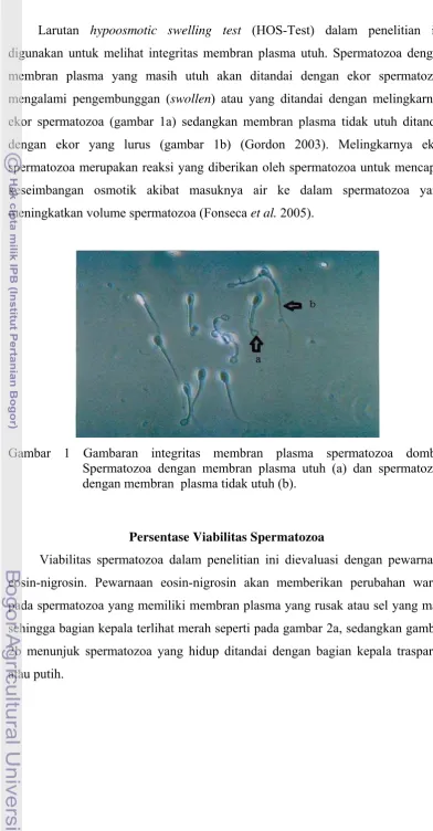 Gambar 1 Gambaran integritas membran plasma spermatozoa domba. 