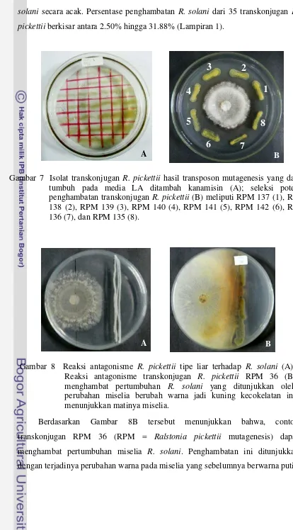 Gambar 7  Isolat transkonjugan  R. pickettii hasil transposon mutagenesis yang dapat 