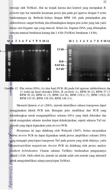 Gambar 12  Pita isolasi DNA (A) dan hasil PCR (B) pada Gel agarose elektroforesis dari  