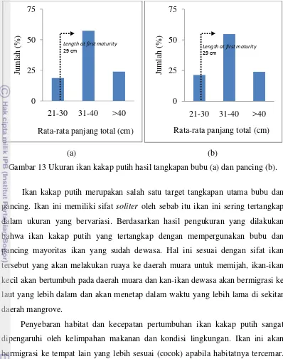 Gambar 13 Ukuran ikan kakap putih hasil tangkapan bubu (a) dan pancing (b). 