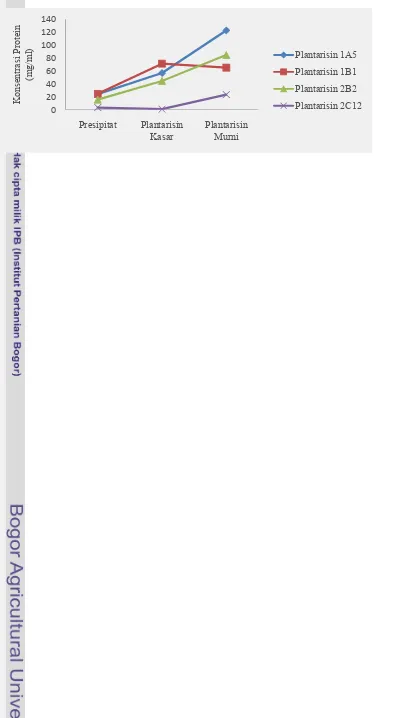 Gambar 4. Grafik Konsentrasi Protein Plantarisin.