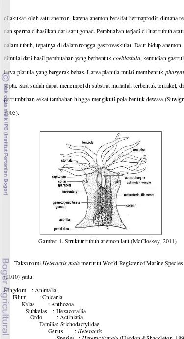 Gambar 1. Struktur tubuh anemon laut (McCloskey, 2011) 