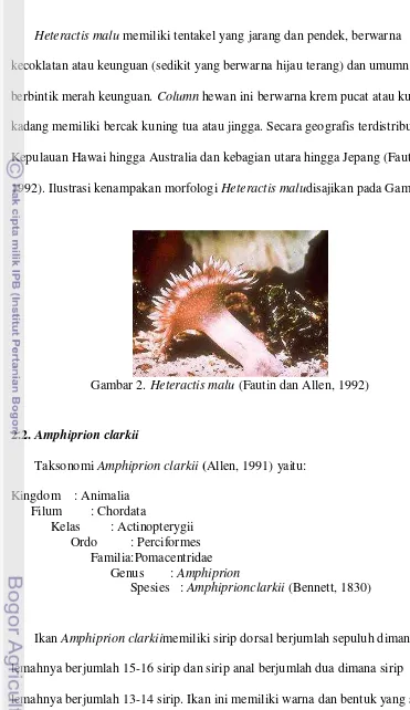 Gambar 2.  Heteractis malu (Fautin dan Allen, 1992) 