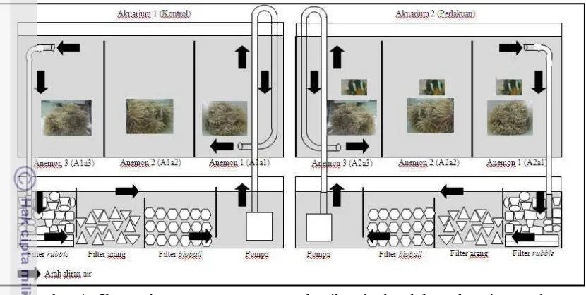 Gambar 4.  Ilustrasi penempatan anemon dan ikan badut dalam akuarium pada    