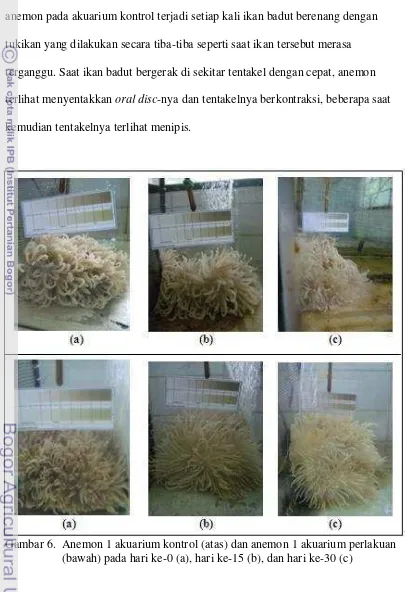 Gambar 6.  Anemon 1 akuarium kontrol (atas) dan anemon 1 akuarium perlakuan 