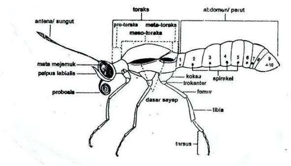 Gambar 1. Bentuk dan Bagian Tubuh Kupu-kupu (D’ Abrera, 1977 dalam Noerdjito dan Aswari, 2003) 