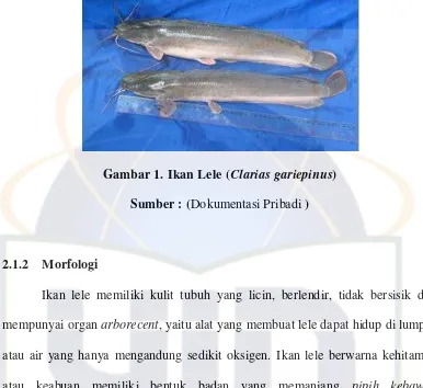 Gambar 1. Ikan Lele (Clarias gariepinus) 